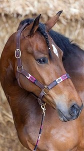 Premium Quality Leather Horse Polo <b>Halter</b> Designed for Durability Secure Handling Strong Everyday Equestrian Use Customized - Product Image 3