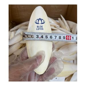 คุ้มค่ากับราคา 2026 กะโหลกปลาหมึกสำหรับนก บล็อกแคลเซียมสำหรับตกแต่งปากและเคี้ยวเล่น - Product Image 1