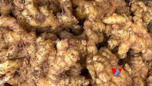 BRIQUETTES DE GINGEMBRE SÉCHÉS NATURELS PURS MEILLEUR PRIX POUR L'INDUSTRIE AGROALIMENTAIRE/ MME ALINA - Product Image 2
