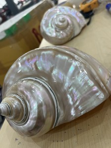 Concha de Turbo Jade, Concha Espiral, Concha Blanca, Concha Turbo Blanca Natural para Decoración, Concha Marina Grande, Concha de Turbo Jade, Concha de Caracol - Product Image 3