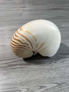 Concha de Nautilus con cámara vietnamita, Concha espiral pulida para diseños interiores inspirados en el océano y tropicales náuticos - Product Image 4