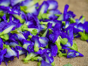 Poudre de pois papillon du Vietnam, thé bleu aux herbes pour la santé, instantané, en vrac, pour boissons et aliments - Product Image 3