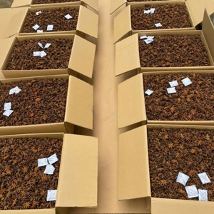 Anis étoilé entier séché, herbe aromatique naturelle pour la cuisine et le thé, 10 kg, épices brutes (MS ELLY - WA +84 829 526 179) - Product Image 6