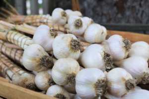 Ajo Blanco Natural Fresco Orgánico de Alta Calidad 5.5cm Cosecha 2024 10kg Almacenamiento en Seco Precios Competitivos Empaque Perfecto Gran Venta - Product Image 3