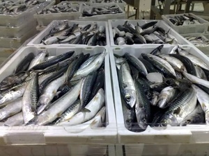 SANFEN SEAFOOD Pescado Congelado IQF, Caballa del Pacífico de 30 cm, Grado de Exportación, Envasado al Vacío, Precio Competitivo para Proveedores - Product Image 5