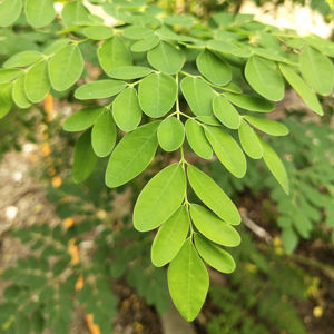 Polvo de Moringa Olifera de la mejor calidad, grado premium, polvo de hoja pura, aprobado por GMP, probado en laboratorio. - Product Image 1