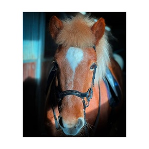 Licou de cheval en cuir anglais de haute qualité Style occidental avec boucle en laiton indien Nylon noir classique et élégant - Product Image 1