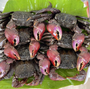 ปูดองเวียดนามปรุงรสพร้อมรับประทาน รสเผ็ดกระเทียม ปูดองดองรสเผ็ด อาหารทะเลหมักดอง ของดีประจำที่ต้นเมกง - Product Image 5