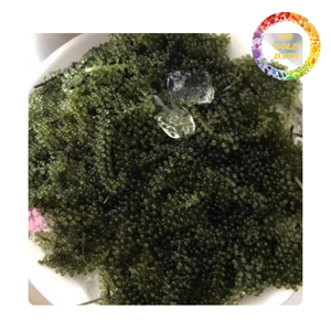Uvas de Mar Vietnamitas, Superalimento Saludable que Brinda un Sabor Fresco del Océano a los Mercados Globales - Product Image 3