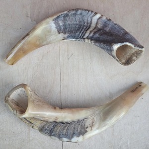 Polished Natural Sheep Ram Shofar Horn-Eco-Friendly Religious Home Decor High Quality - Product Image 5