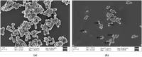 Poudre blanche probiotique Levilactobacillus Brevis de la marque IGC, soutien immunitaire, 5 à 100 milliards d'UFC/g, durée de conservation de 18 à 24 mois, aluminium