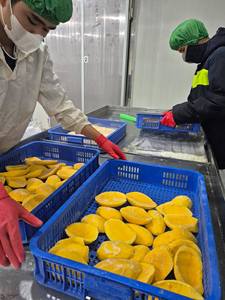 Frozen Fruit Natural Sweet Flavorful IQF Process <b>Bulk</b> <b>Water</b> Preservation Wholesale Export Quality Frozen Mango Whole Vietnam - Product Image 4