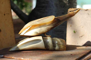 Pieza decorativa de cuerno natural creada para decoración del hogar con temáticas vintage y étnicas, de Perfect Enterprises. - Product Image 5