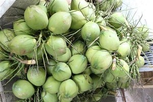 มะพร้าวน้ำหอมเวียดนามพรีเมียม - หวานธรรมชาติ คุณภาพสูง อายุการเก็บรักษายาวนาน // คุณทอม - Product Image 6