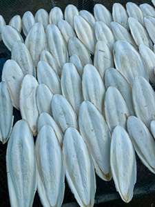 Natural Cuttlefish Bone from Vietnam for <b>Bird</b> <b>Cages</b> Parrots Budgies Beak Grooming Calcium Feed Pet Accessories Wholesale - Product Image 5