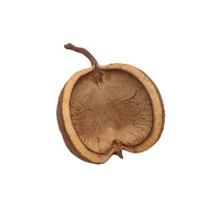 ฝักบัวแห้งธรรมชาติ (ขนาดใหญ่) สำหรับตู้ปลาและกุ้ง - Product Image 3