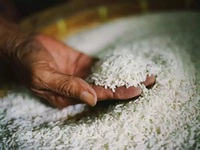 Meilleure Vente Riz Jasmin Bio - Riz Blanc à Grains Moyens Importé du Royaume-Uni Séché FD Qualité Supérieure 20% de Réduction