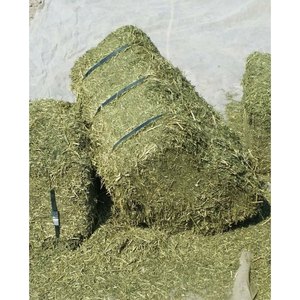 Heno de Alfalfa Seco Premium Enfardado para Alimentación de Ganado con Hojas Verdes Limpias, Empaque a Granel para Exportación para Compradores Agrícolas Mayoristas - Product Image 2