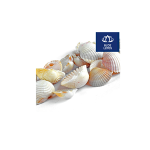 FAVORITO DE LOS CLIENTES: Conchas Marinas Ecológicas, Seguras y Limpias, Ideales para Decoración de Mesa y Pared - Product Image 1
