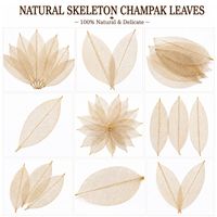 AQUA VRIKSHA Feuilles de Champak Naturelles Premium, Écologiques et Biodégradables pour Artisanat et Décoration | 11-15 cm | Lot de 10