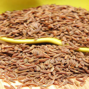 Graines de cumin entières indiennes avec un profil de saveur traditionnel pour les producteurs d'assaisonnements, les mélangeurs d'épices et les ingrédients alimentaires commerciaux - Product Image 4