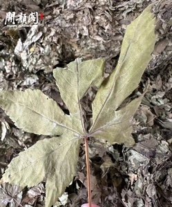 Kaiyange khô mang thai trà Mâm xôi đỏ OEM gói lá lỏng lẻo Mâm xôi đỏ thảo dược rây Rubus chingii lá Mâm xôi đỏ - Product Image 2