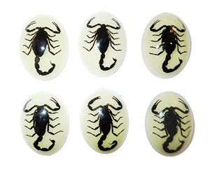 Escorpión Negro, Espécimen Real, Cabujón de Plástico Ovalado de 30x40 mm, Base Plana Brillante para Manualidades y Joyería - Product Image 3