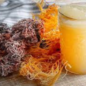 Musgo marino de alta calidad/Seco, tostado-Suplemento sanitario, apoyo inmunológico - Product Image 4