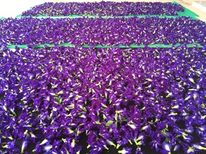 Butterfly Pea Flower Blue Tea Dried Cafe Grade Herbal Tea for Beverage Color <b>Changing</b> Latte Lemonade - Product Image 4