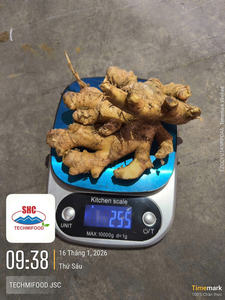 Jengibre Vietnamita de Exportación, Fresco, Aroma Intenso, Limpio y Seco, Venta al por Mayor - Product Image 4