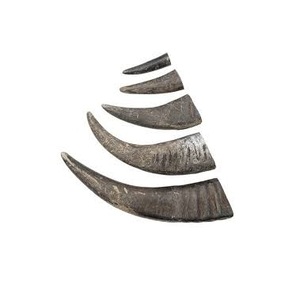 Cuernos de Búfalo/Vaca y Puntas de Cuerno de Buey Naturales de Calidad, Personalizados para Venta al por Mayor - Product Image 3