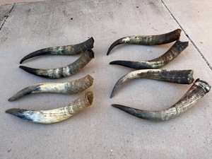 Paire de cornes de bison polies, décoration murale, design Art Déco, grande taille de 27 à 35 pouces, pour mariage, anniversaire - Product Image 5