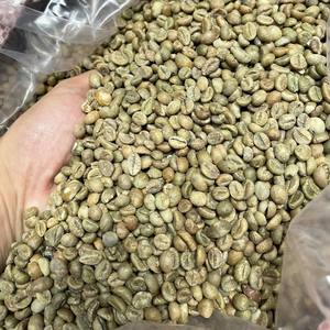 Granos de Café Verde Vietnamita de Alta Calidad, Proveedor Mayorista de Café Crudo Arábica S16-S18, Exportador de Granos de Café Robusta Vietnamita - Product Image 2