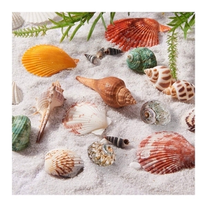 Conchas Marinas Mixtas Decorativas Premium Disponibles, Adornos Ecológicos Hechos a Mano para Decoración del Hogar, Venta al Por Mayor - Product Image 1