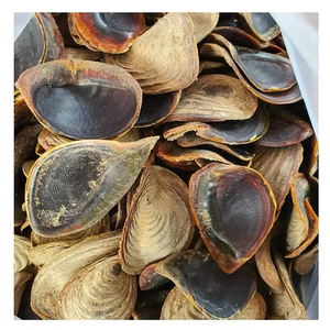 Conchas de Operculum para Decoración de Hogares de Lujo, Productos de Fragancia y Negocios de Fabricación de Regalos - Product Image 2