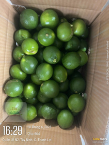 มะนาวเขียวเข้มไร้เมล็ดพรีเมียมสดจากเวียดนาม (4.5 กก.) สำหรับทำอาหารและเครื่องดื่ม SHC TECHMIFOOD ลองอัน - Product Image 3