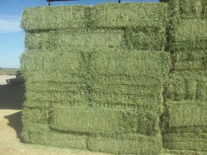 Semillas de Alfalfa Premium Altas en Fibra, Grado Alimenticio, Ricas en Proteínas, Bolsa de 25 kg para Ganado con 14% de Humedad - Product Image 5