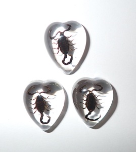 Scorpion noir, spécimen réel, cabochon en plastique, cœur 17x21 mm, fond plat transparent, pour artisanat et fabrication de bijoux - Product Image 5