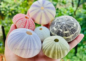เปลือกหอยเม่นทะเลสีม่วงชมพูฟ้าธรรมชาติ ของตกแต่งเปลือกหอย งานฝีมือ DIY วัสดุตกแต่งบ้านริมชายหาด - Product Image 2