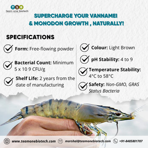 Probiotique pour crevettes Vannamei pour la stabilité aquatique et la croissance |   Solution Probiotique pour l'Élevage de Crevettes - Product Image 3