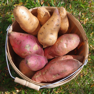 Patate douce / igname violette - Vente en gros de patates douces fraîches / surgelées / en amidon de haute qualité - Product Image 6