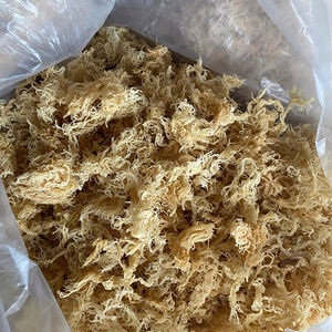 Musgo Marino Naturalmente Recogido de Aguas Vietnamitas AD, Seco y Sazonado, 100% Musgo Marino Ms. Lima - Product Image 1