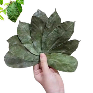 Feuilles d'Annona muricata séchées, qualité supérieure, emballage sous vide naturel, export en vrac, marque privée, origine Vietnam, offre exceptionnelle - Product Image 6