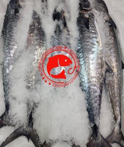 ปลาคิงฟิชแช่แข็งทั้งตัว ทำความสะอาดแล้ว คุณภาพพรีเมียม เนื้อแน่น รสชาติเข้มข้น สดใหม่จากทะเล พร้อมจำหน่ายในสต็อกจากปากีสถาน - Product Image 4