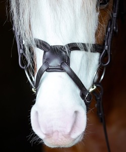 บังเหียนม้าหนังแท้เม็กซิกัน ANNABELLE EQUESTRIAN รุ่น Ultimate Comfort Grackle ปรับขนาดได้ ขายส่ง ราคาดีที่สุดจากผู้ผลิต - Product Image 3