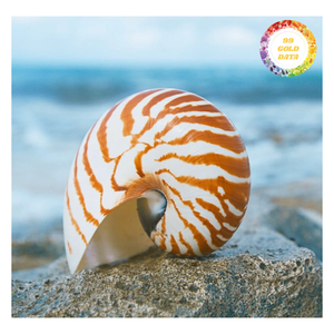 Conchas de Nautilus Premium con Cámaras para Decoración Interior de Lujo y Exhibición Artística, Venta al Por Mayor de Alta Calidad - Product Image 4