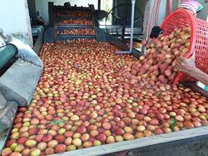 Offre Spéciale : Litchis Surgelés – Prix Compétitif, Vente en Gros - Product Image 3