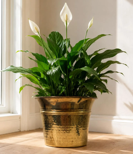 Vase à fleurs rustique en laiton fait main, minimaliste, avec texture martelée et bord évasé, pour la décoration de plantes de jardin, durable - Product Image 1