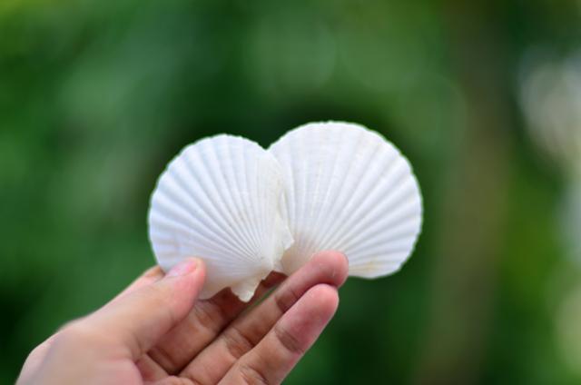Coquilles de pétoncles blanches (Taille : 6 cm - 8 cm)