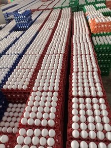 Huevos Frescos de Gallina de Granja/Huevos Frescos de Gallina para Incubar a Buen Precio - Product Image 6